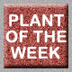 Plant of the Week