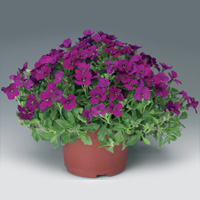 Aubrieta Axcent Dark Red