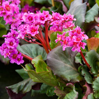 Bergenia 'Abendglut' Evening Glow