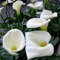 Calla Lily Hardy White