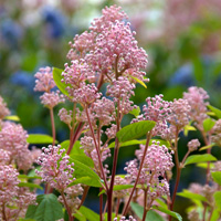 Ceanothus ‘Marie Simon’