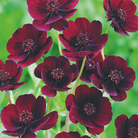 Chocolate Cosmos