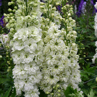 Delphinium Green Twist