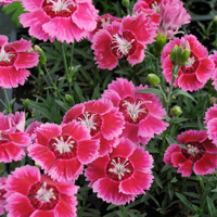 Dianthus - Shining Star