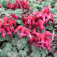 Dicentra Burning Hearts