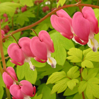 Dicentra Gold Heart