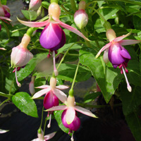 Fuchsia - Queen Esther