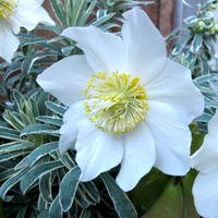 Hellebore 'Jonas'