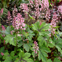 Heucherella Dayglow Pink