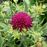 Knautia 'Thunder and Lightning'