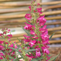 Penstemon 'Hot Pink Riding Hood'