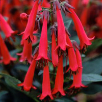 Phygelius – Candy Drops Red