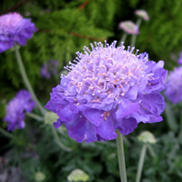 Scabiosa Mariposa Violet