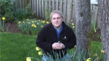 Deadheading Daffodils