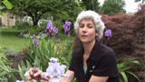 Deadheading Iris