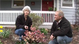 Cleaning Hellebores