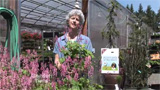 Heucherella Dayglow Pink