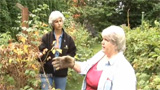 Pruning Raspberries