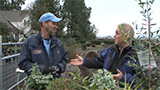 Blooming Junction Drought Tolerant Plants