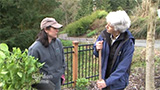 Planting a Hydrangea