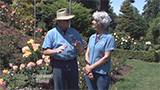 Garden Time Rose at Washington Park