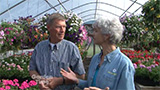 Stoller Geraniums