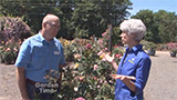 Picking a Container Rose