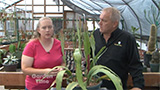 Pruning Cactus