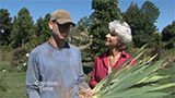 Planting Iris