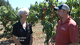 Baumans Peaches and Cider