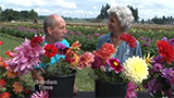 Dahlia Varieties