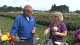 Swan Island Dahlia Arranging