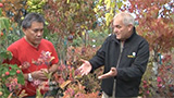 Fall and Winter Berry Plants