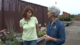 Blooming Junction Green Roofs