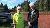 Cranberry Harvest and Festival