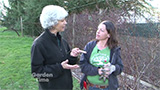 Pruning Blueberries