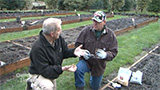 Planting Lily Bulbs