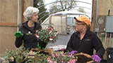 Fuchsia Planting - Freddy's Planting Day