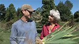 Planting an Iris