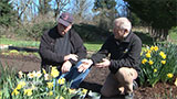 Hybridizing Daffodils