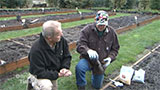 Planting Lily Bulbs