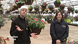 FPG Hanging Basket Varieties