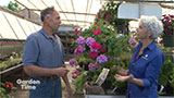 Marbott's Geraniums