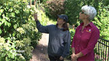 Climbing Hydrangeas