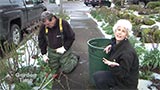 Spring Rose Pruning