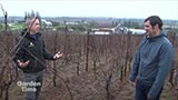 Spring Grape Pruning