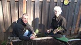 Planting Onions