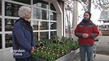 Planting Cole Crops