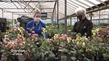 Early Spring Hellebores