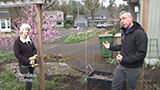 Building a Espalier Trellis